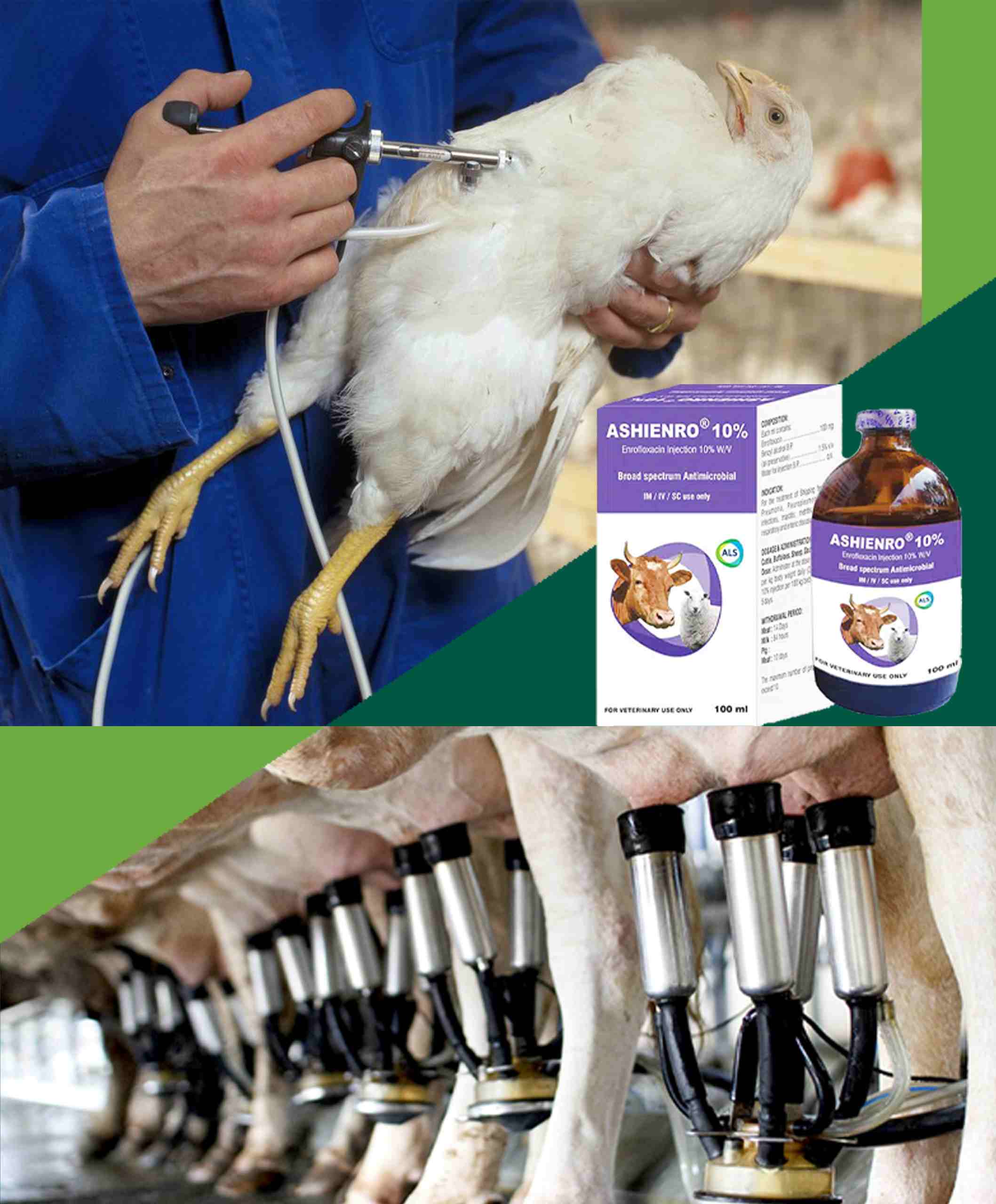 nativ25-compressed (1)